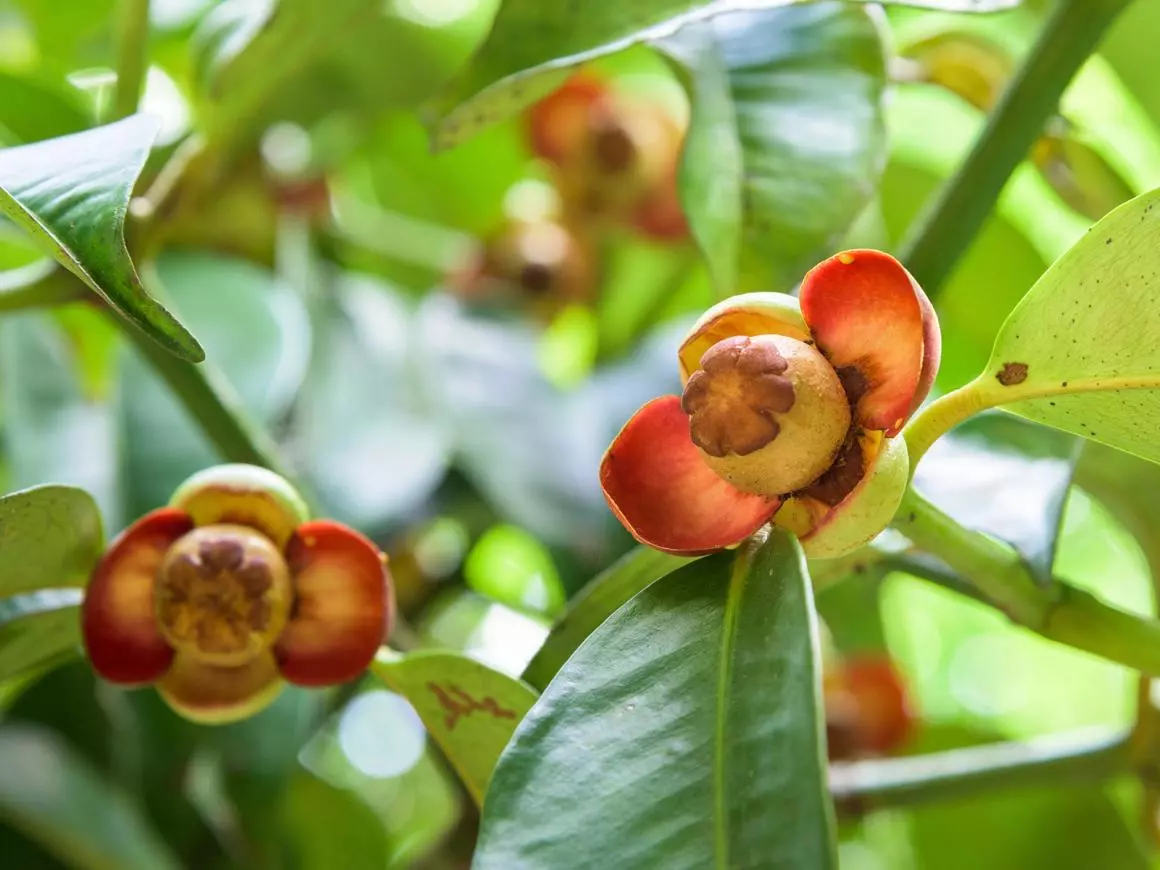 Mangostan: Die Königin der Tropenfrüchte
