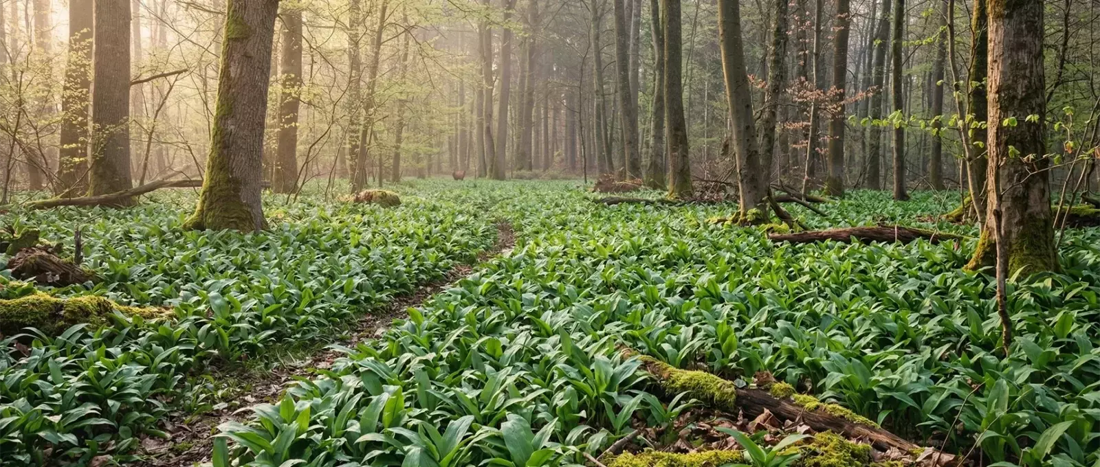 Bärlauch: Ein Frühlingsbote für Küche und Garten