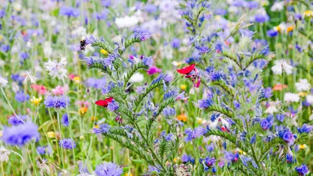 Unternehmens-Biodiversität: Erfolgreiche Praxisbeispiele für mehr Artenvielfalt