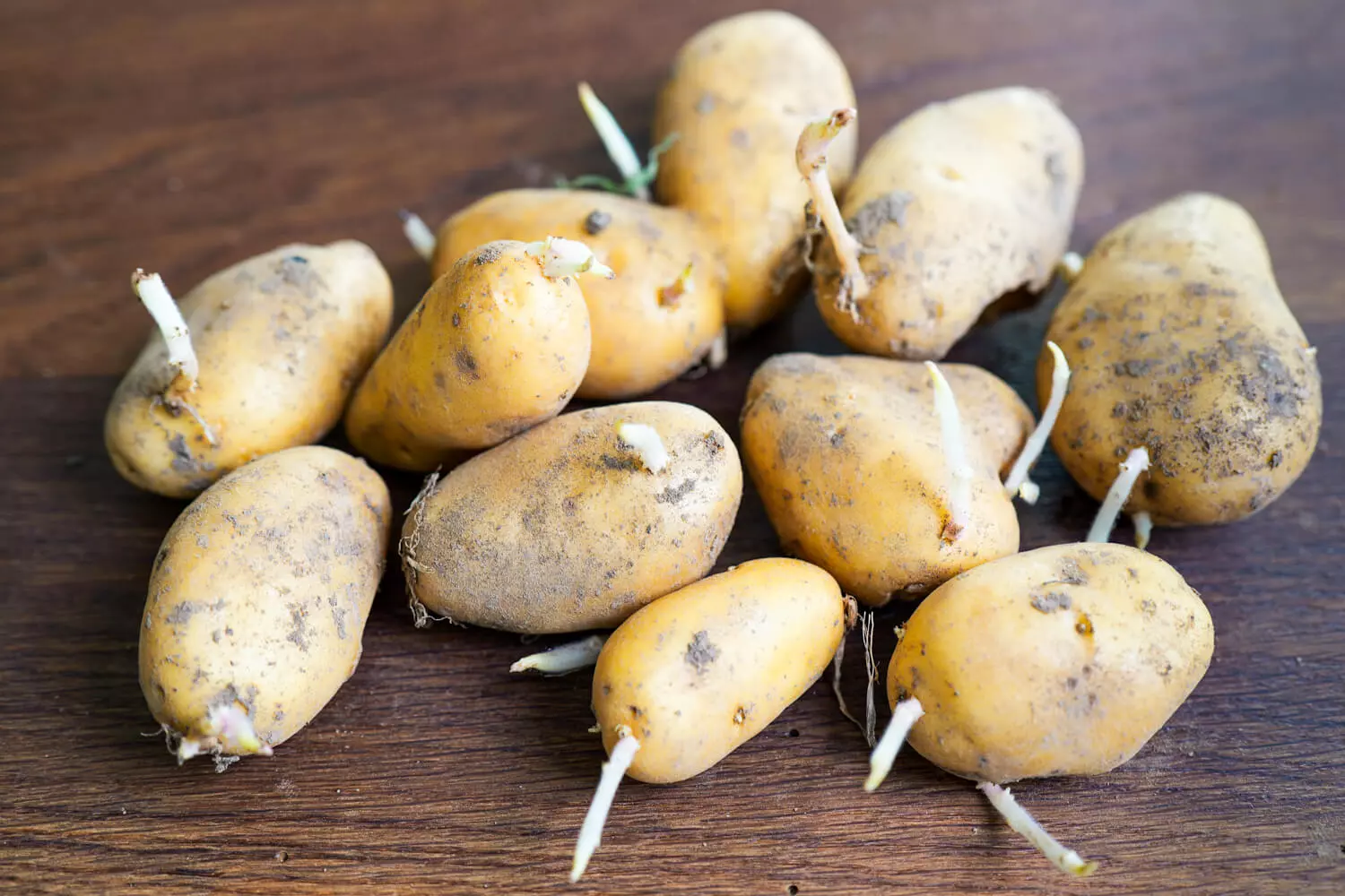 Keimende Kartoffeln: Essen oder Entsorgen?